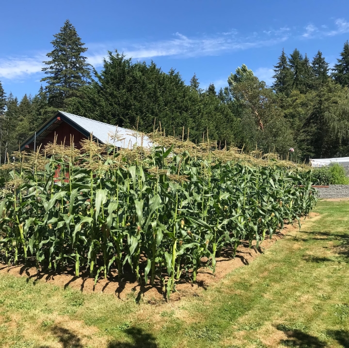 2020 corn harvest