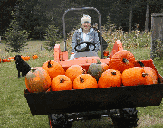 Pumpkin harvest time