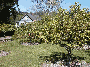 Ravensong orchard